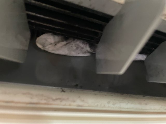 ダイキン製お掃除エアコン（F56WTAXV-W）に巻き込まれたお掃除シート＆クリーニングｉｎ所沢市